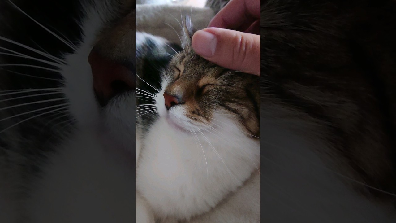 【猫】モカちん(4女)ちゃまちゃまタイム☆ 2023/04/11【アメリカンカール】 #shorts #猫 #cat #Americancurl