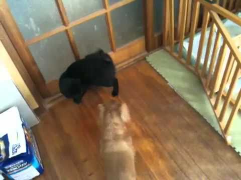 黒猫ボンベイ 20100919