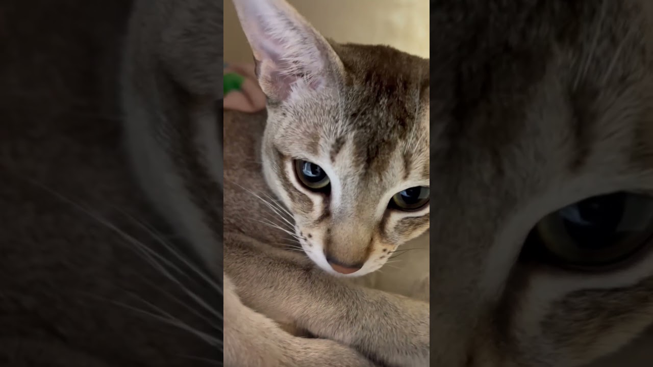 チラリと見える姿も可愛い弟者