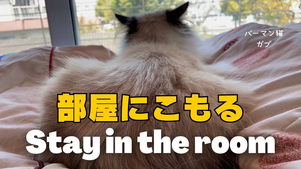 バーマン猫ガブ【部屋にこもる】Stay in the room（バーマン猫）Birman/Cat