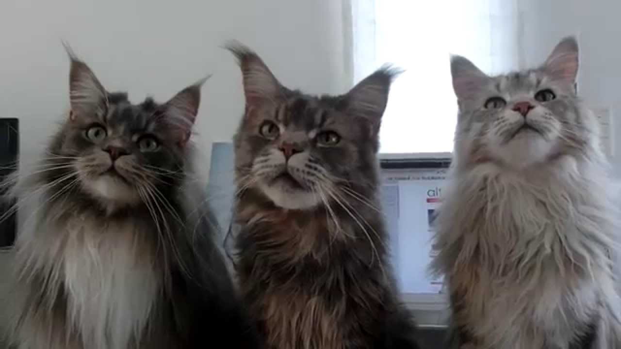 メインクーン　おやつ欲しい顔 Maine Coon Cats expect