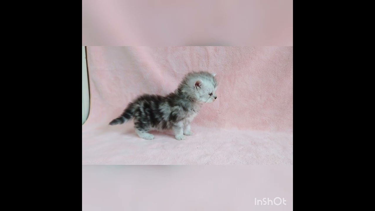 ラガマフィン 【シルバークラシックタビー】綺麗な毛色の男の子♡