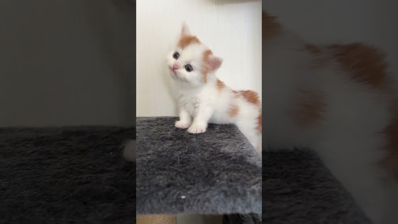 スコティッシュフォールド 泣き虫さん