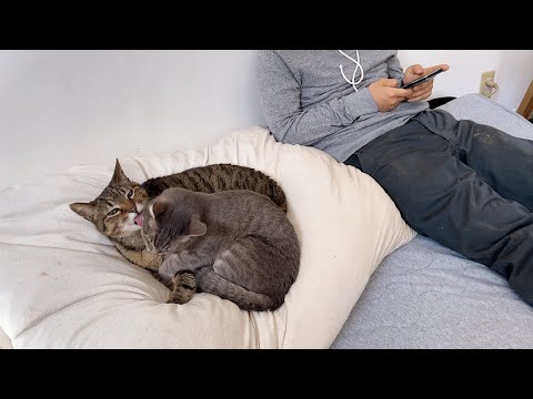 突然息子が帰省してきたら、一番先に甘えてきたのは予想外の猫でした・・【玄関先に突然現れた子猫】【保護猫ラグドール】