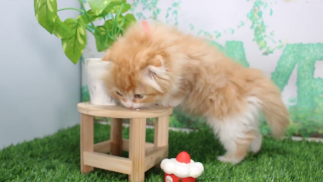 Coo&RIKU　No624759 スコティッシュフォールド