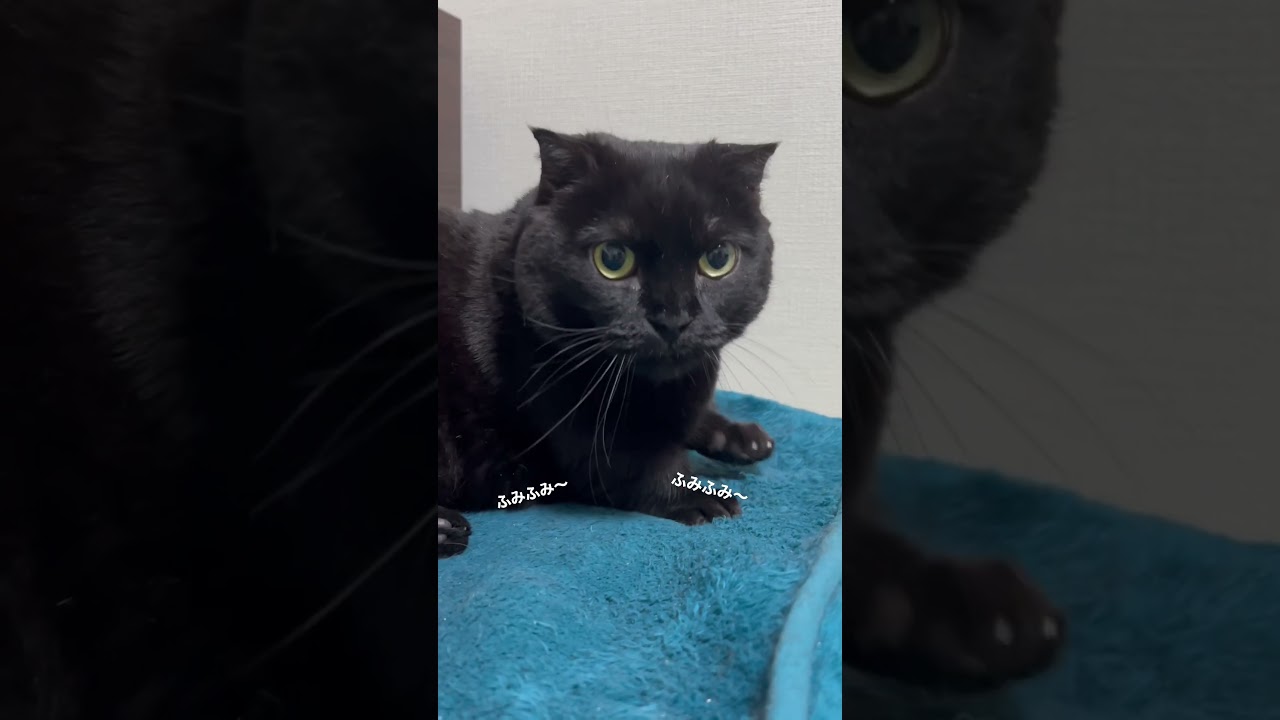 【黒猫マンチカン】ニーヨたん ふみふみ #shorts #short #shortvideo #munchkin #blackcat #短足 #短足マンチカン #癒し #ふみふみ