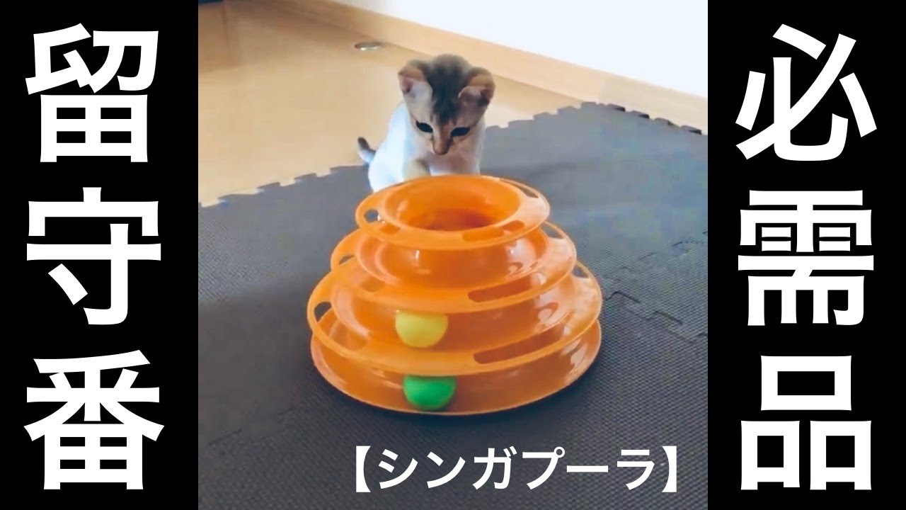 【シンガプーラ】ジャディ♂　ひとりでお留守番も心配御無用