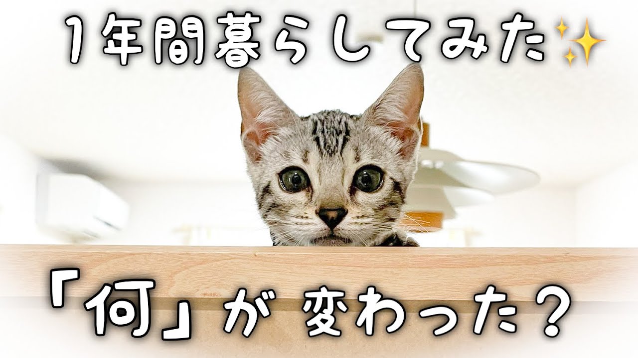 猫と1年過ごして変わった事✨【ベンガル猫】