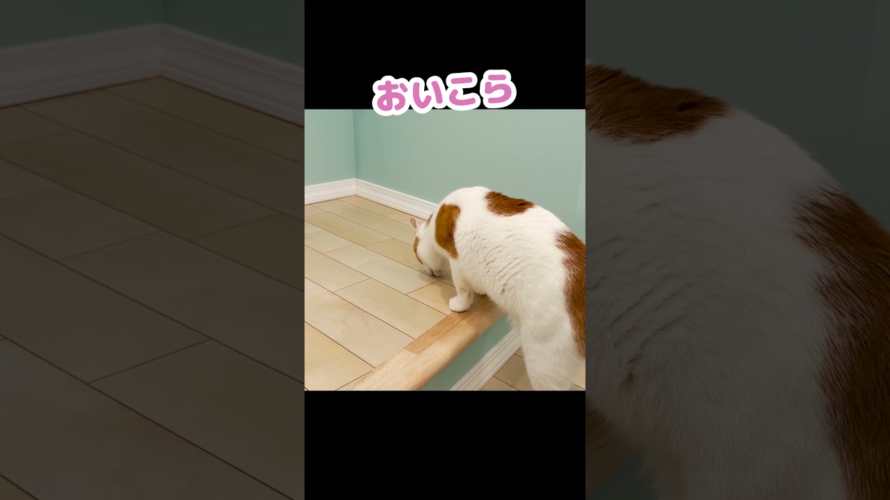 猫は臭い匂いを嗅ぐとこの顔になります #Shorts