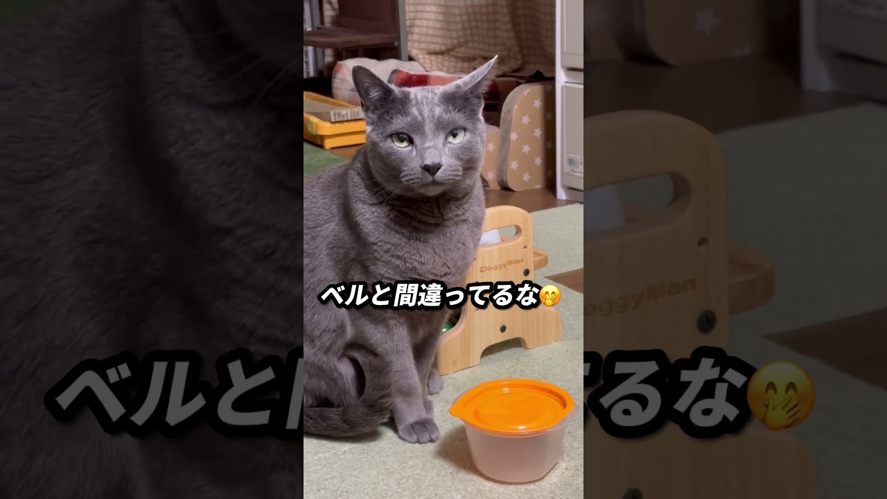 【ロシアンブルー】昨夜から今朝のめろんはこんな感じ...🤭【猫】#shorts