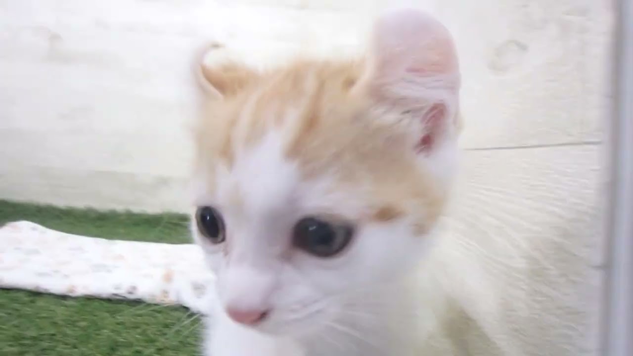 ペットショップcoo&riku No.00628369 アメリカンカール