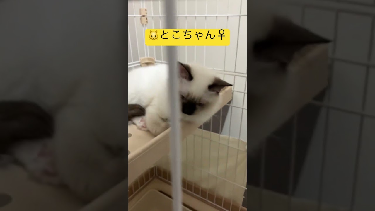 ラグドールのとこちゃんが大好きで空いているゲージにいるラグドールのたぬきみたいな猫（1歳半）#ragdoll #ラグドール #ラグドール子猫