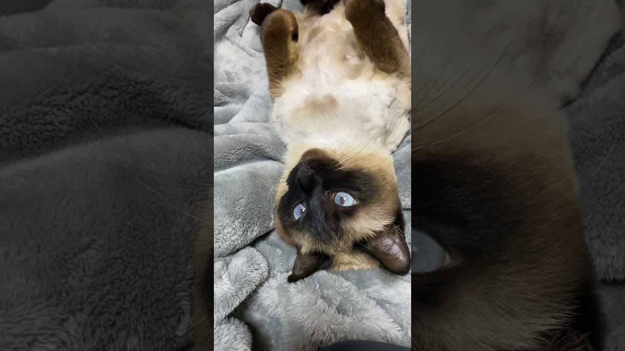 【2023.04.21】今日のシャム猫のふくさん（音無し）【たぬき猫】 #Shorts