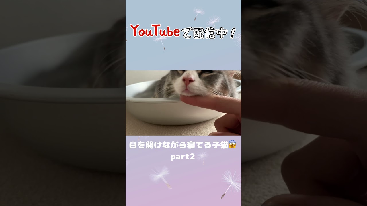 目を開けたまま寝る猫part2#shorts #short #マンチカン #子猫 #猫 #ねこ #子ねこ #cat