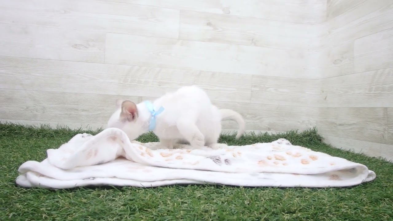 ペットショップcoo&riku No.00628807 トンキニーズ