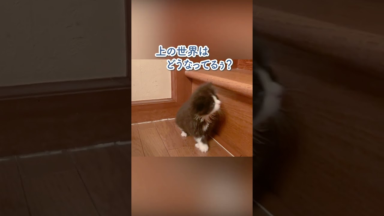 階段に登ることに憧れている子猫 #shorts