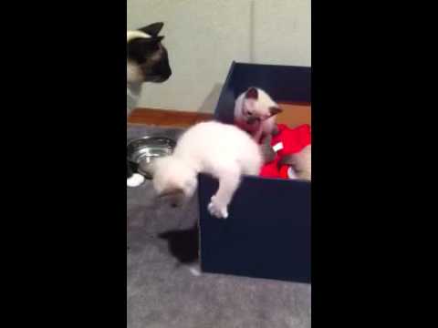 スキフトイボブテイル