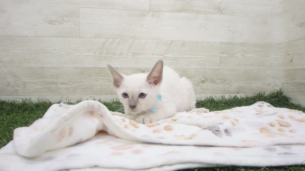 ペットショップcoo&riku No.00628809 トンキニーズ