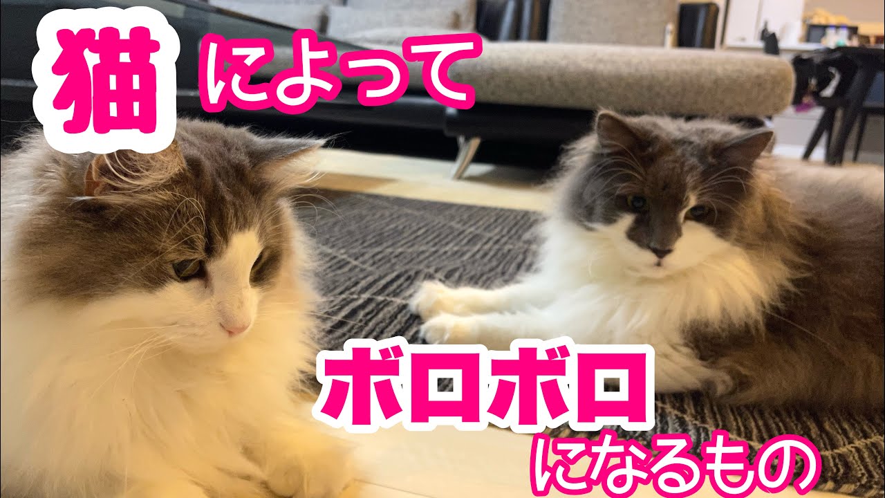 【ノルウェージャンフォレストキャット】掃除も家事も遊びと勘違いする猫！全然はかどらない〜疲れる〜💦