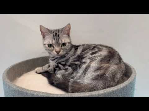 ペットショップCoo&RIKU 531566 アメリカンショートヘアー