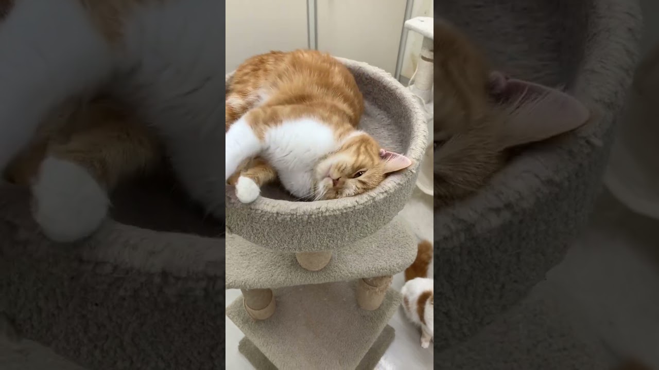 甘えん坊さん#ねこ #猫 #猫好きさんと繋がりたい #ねこ動画 #ねこのいる生活 #猫好き #ねこ部 #ねこかわいい #スコティッシュフォールド #くつした い #ペットモデル大募集 #shorts