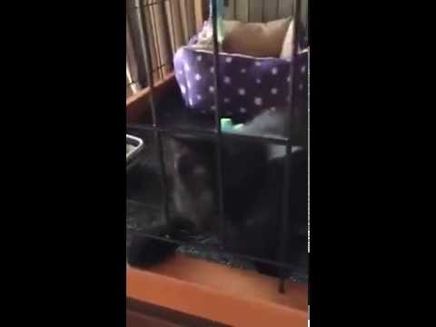 ボンベイの子猫、ゾロ君生後１ヶ月半。コクシジウムが見つかりサークルに隔離されてます。