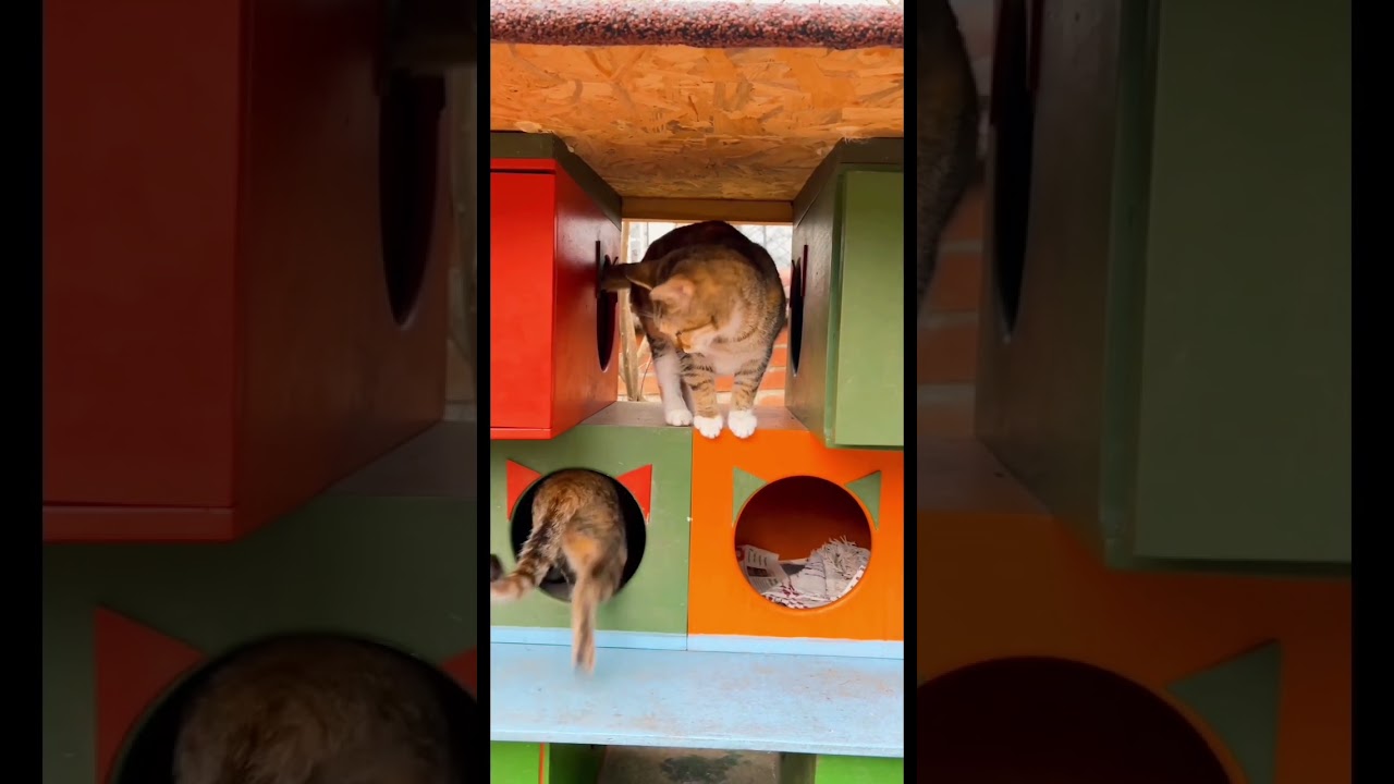 How brown cats are playing |brown cats #catlover #catoftheday #cat