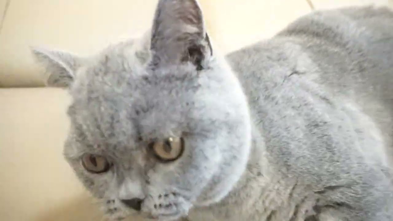 ブリティッシュショートヘアー子猫　British Shorthair　2022.9.4産まれ　ブルー　女の子　シーダキャット猫のお店