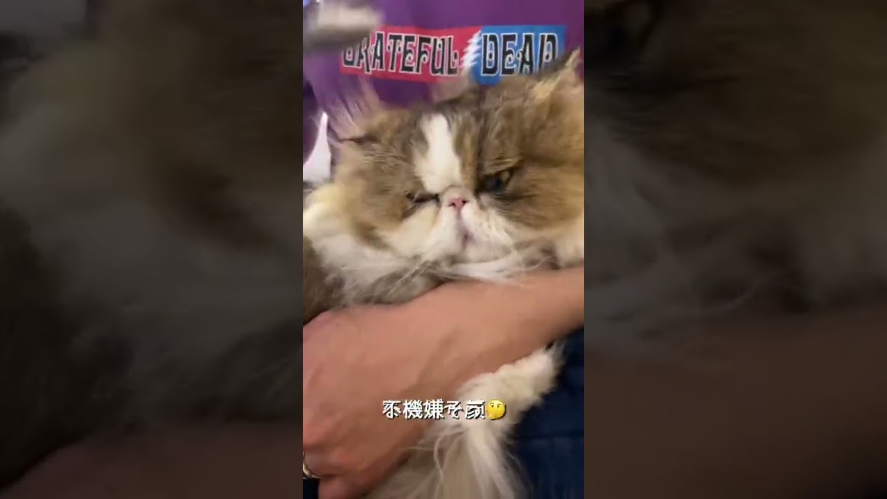 【ペルシャ猫】お膝の上でブラッシング☺️ #shorts