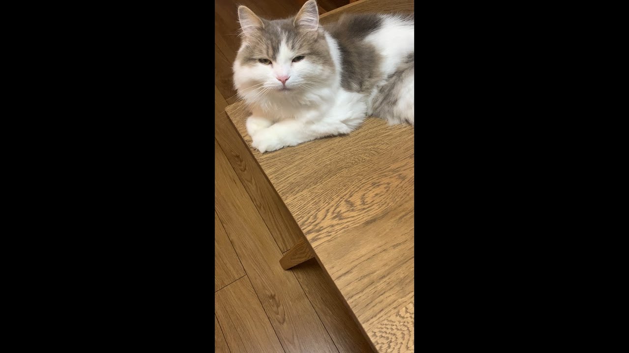 猫、サイベリアン、サマリーの８ #サイベリアン #shorts