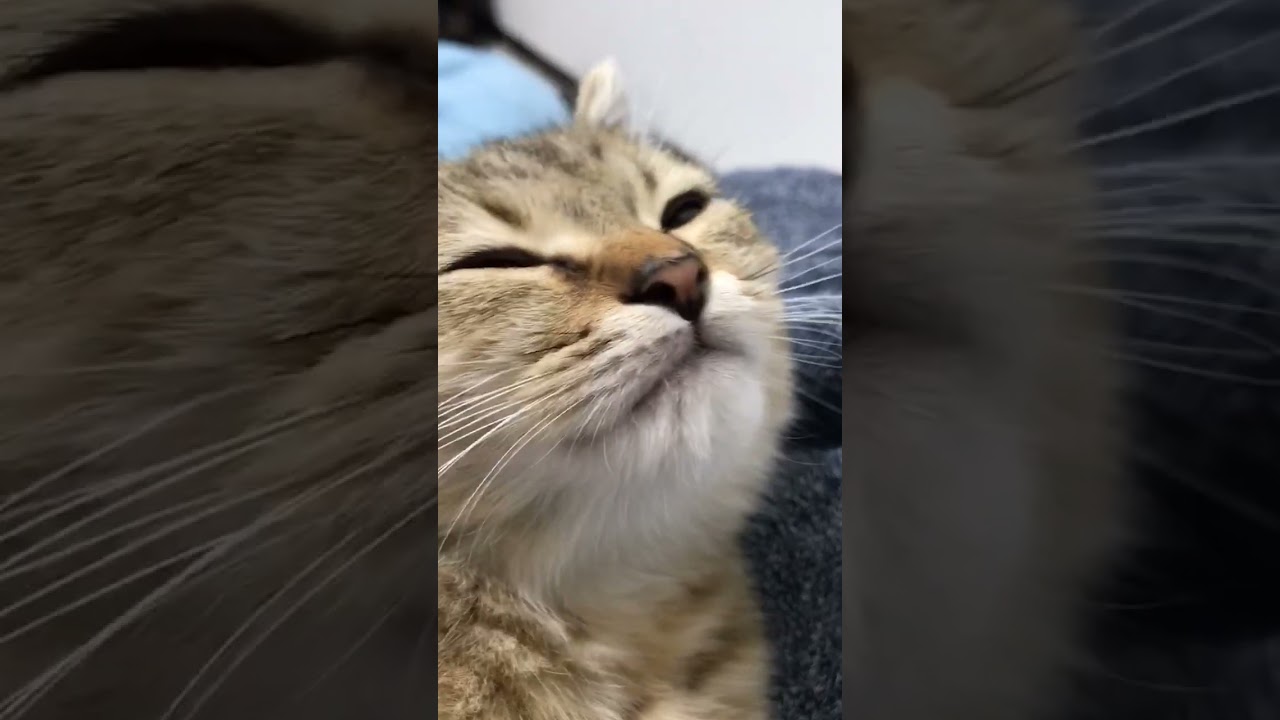 【回復用】甘える子猫のゴロゴロ音がスゴすぎる…　#shorts