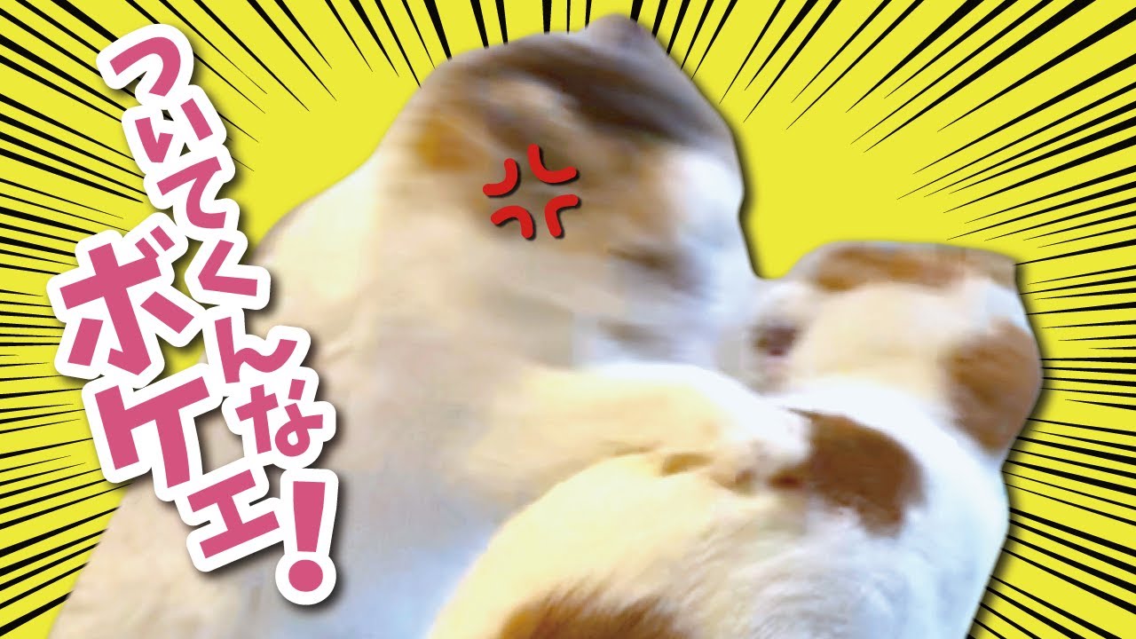 先住猫のストーカーが酷すぎて後輩猫がついにブチ切れました【関西弁でしゃべる猫】