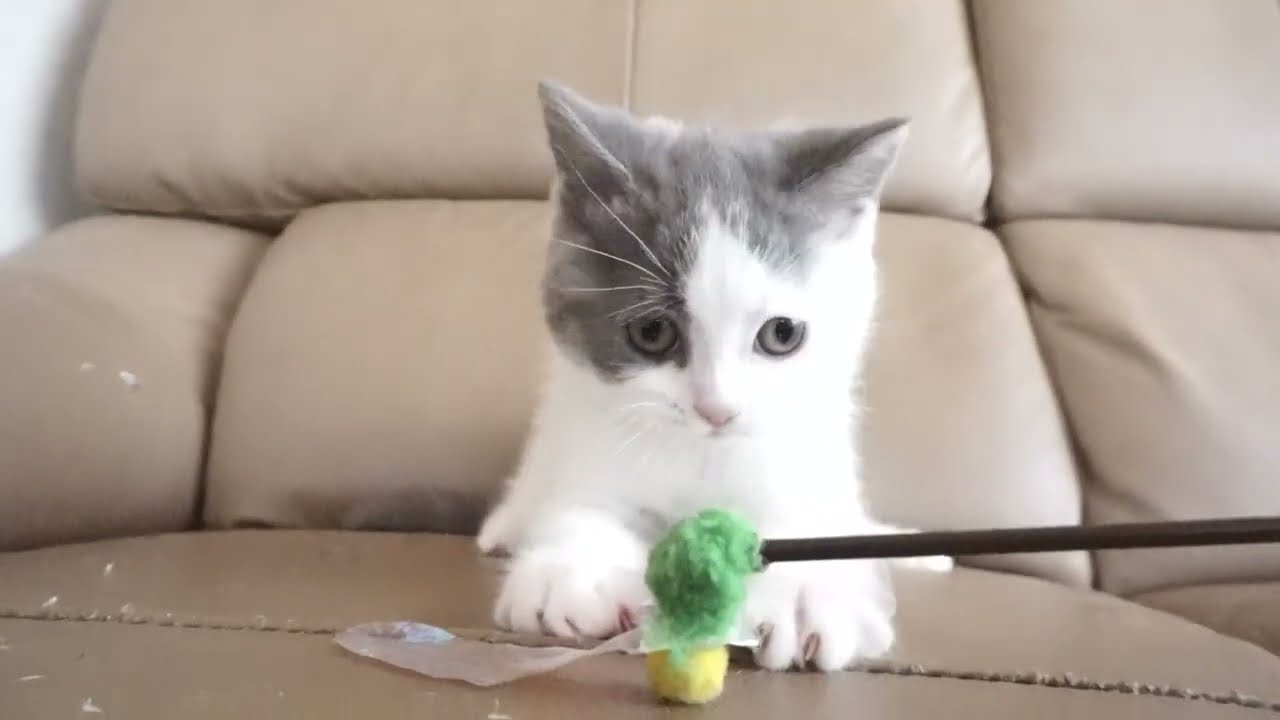 ブリティッシュショートヘアー子猫　British Shorthair　2023.2.12産まれ　ブルー&ホワイト　女の子　シーダキャット猫のお店