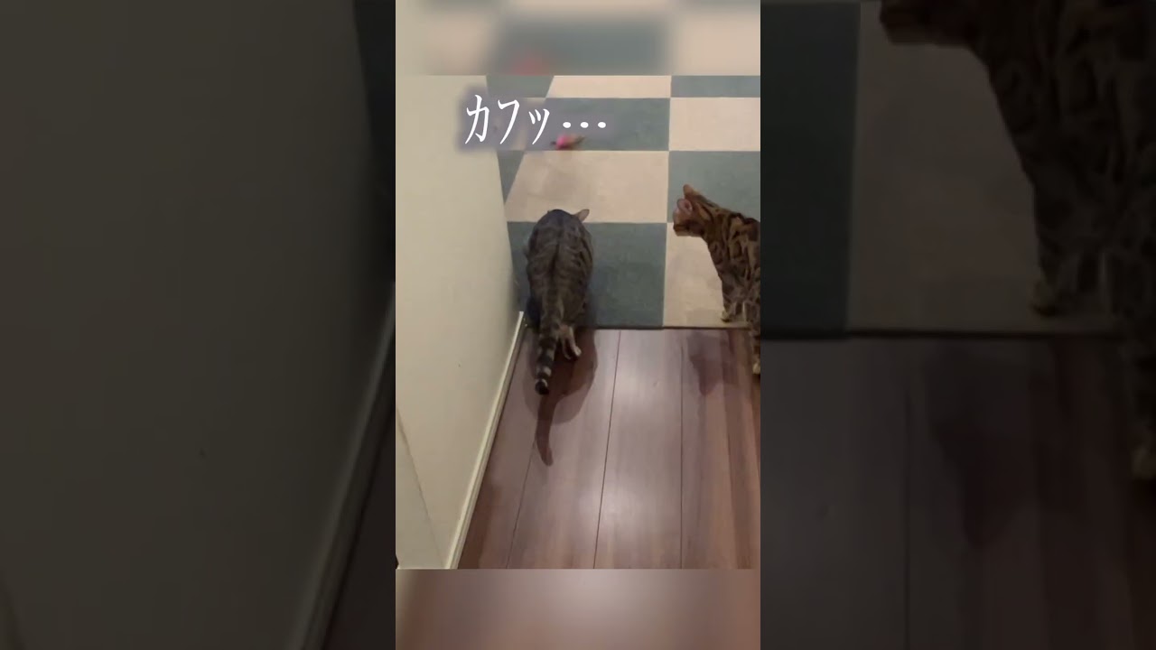 興奮しすぎておやつを吸い込んでむせる猫　#ベンガル #ルトロゼ #猫