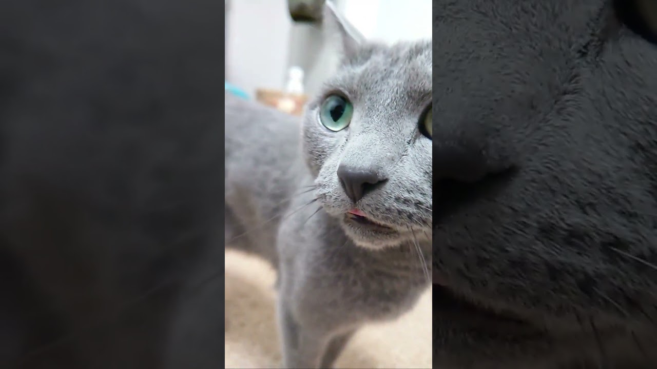 【猫動画】舌を出したままご飯をねだるロシアンブルー【russianbule】#shorts　Russian blue with tongue out
