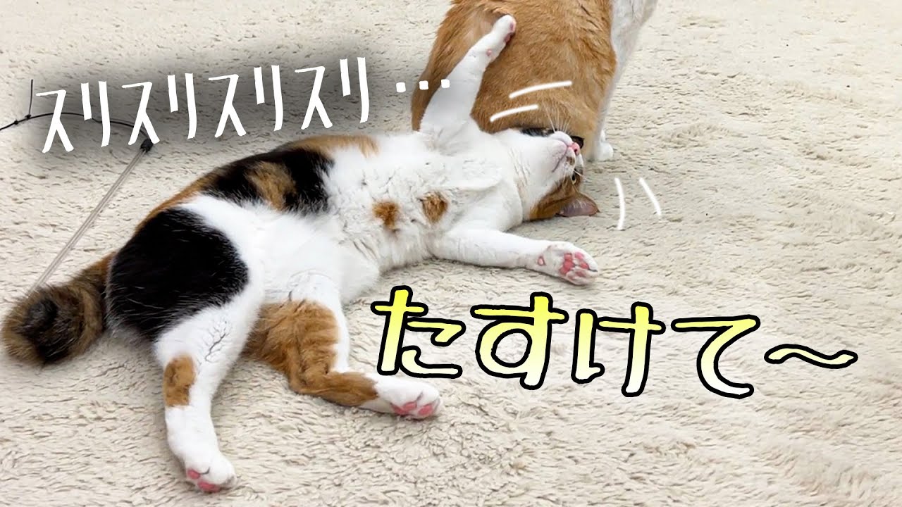 お兄やんに助けを求める妹猫が可愛すぎた。