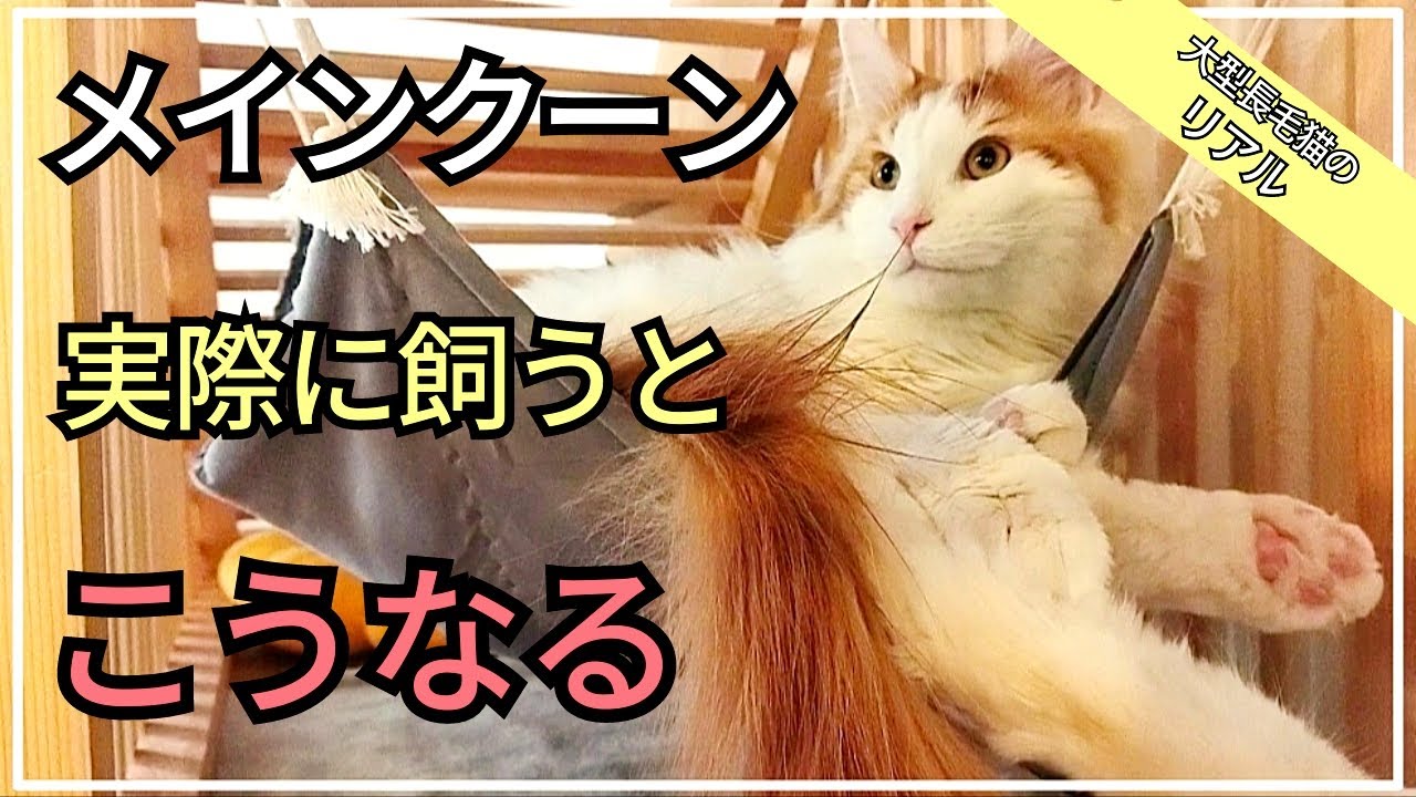 可愛い大型猫メインクーンを飼う前に知ってほしい事【７選】