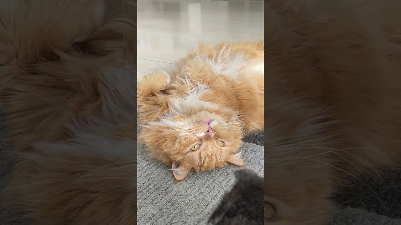 子猫の前でへそ天ができるようになったのあ【猫のいる暮らし】#shorts