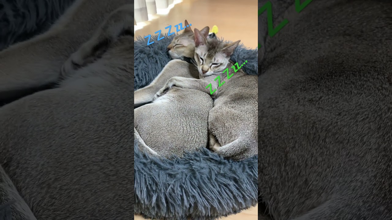 くっつきむし #シンガプーラ