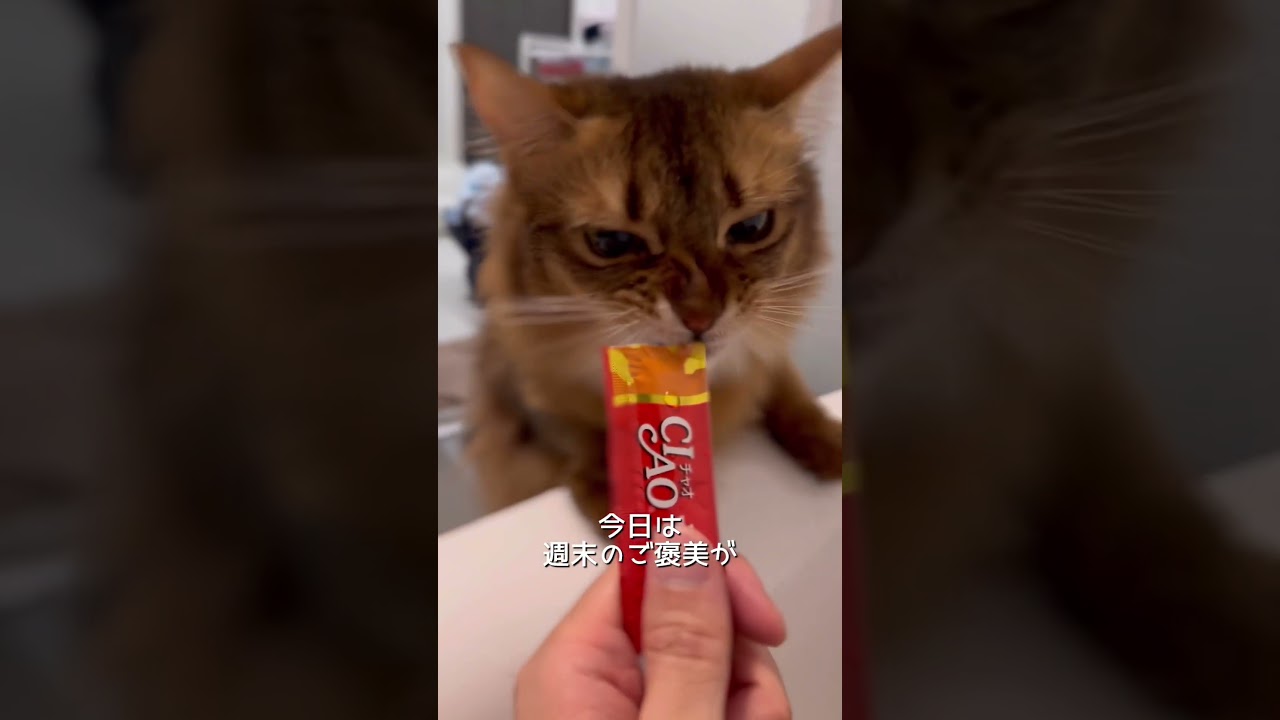 猫とのお風呂の時間に癒される #アビシニアン #ソマリ