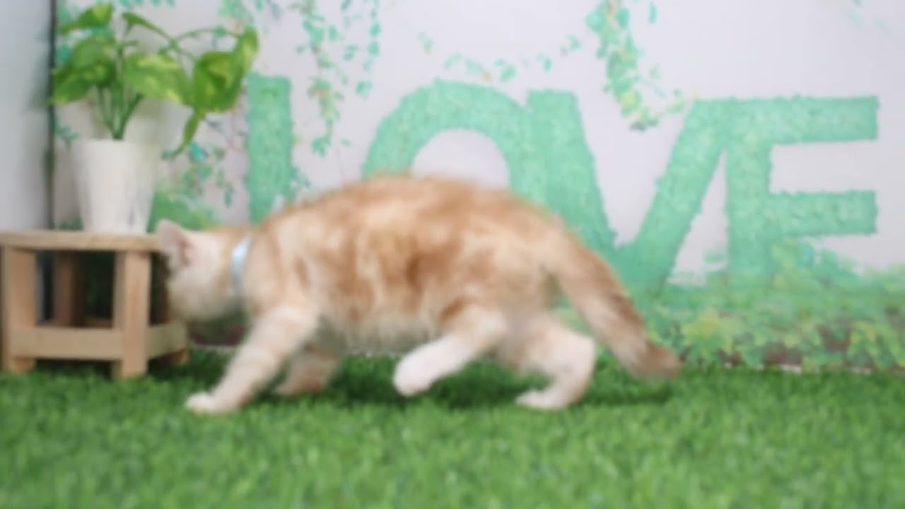 Coo&RIKU　No628747　アメリカンカール