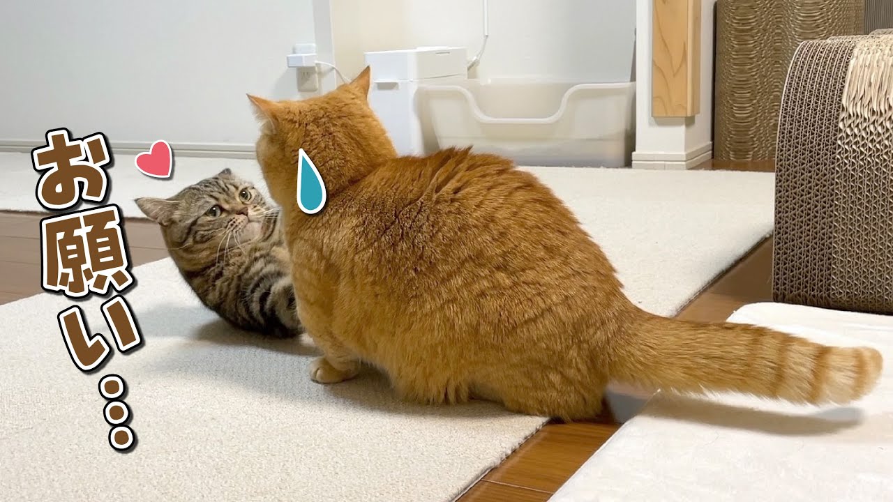 奇妙なお願い事をする弟猫と、それに応える兄猫