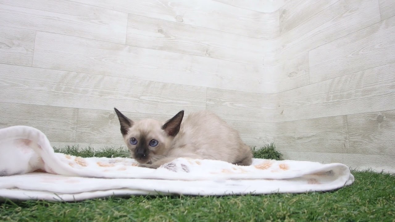 ペットショップcoo&riku No.00628803 トンキニーズ