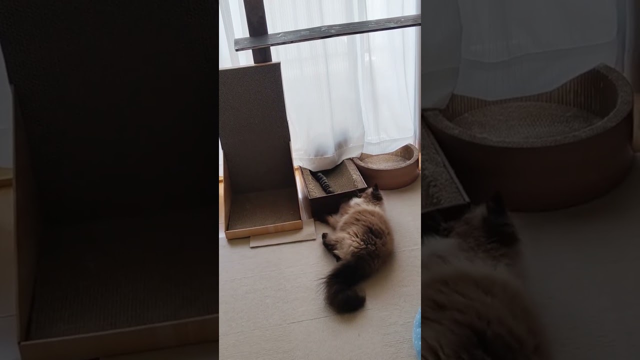 【ヒマラヤン】先住猫のしっぽで遊んでいたらブチぎれられた猫