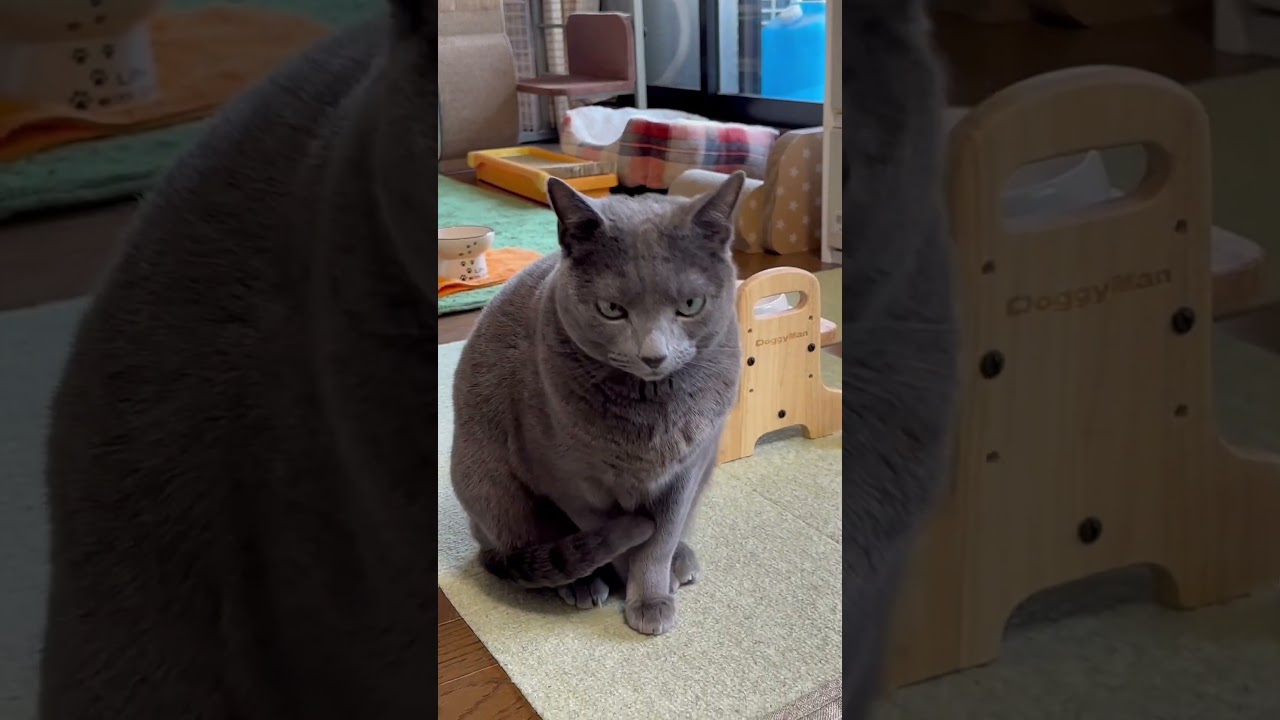 【ロシアンブルー】お昼寝めろんとおててナイナイをする瞬間🫢【猫】#shorts