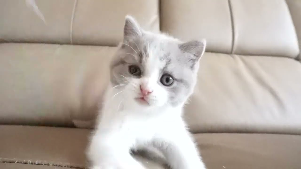 ブリティッシュショートヘアー子猫　British Shorthair　2023.2.27産まれ　ライラック&ホワイト　男の子　シーダキャット猫のお店