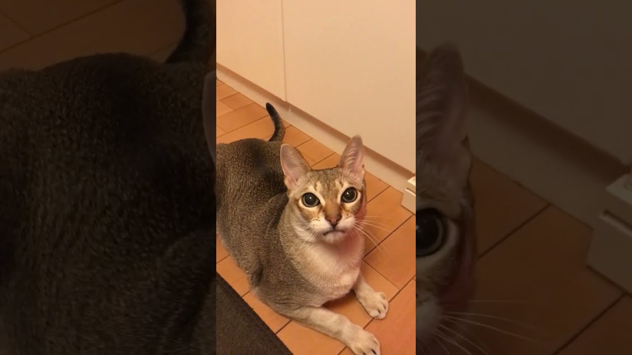オモチャが気に入らなかったシンガプーラなのにゃ♪