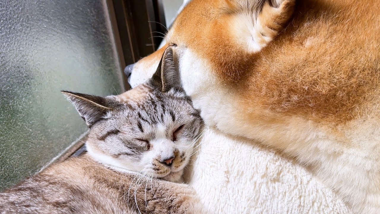 柴犬を本当の母親のように慕う永遠の子猫は毎日跳んだり跳ねたり甘えたり大忙しです
