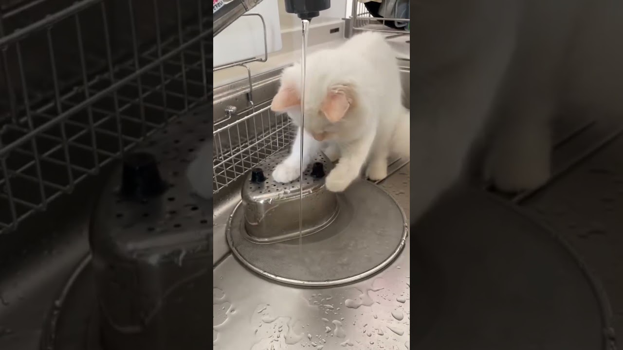 water cat#cat #ねこ #ねこのいる生活 #ラガマフィン #ragamuffin