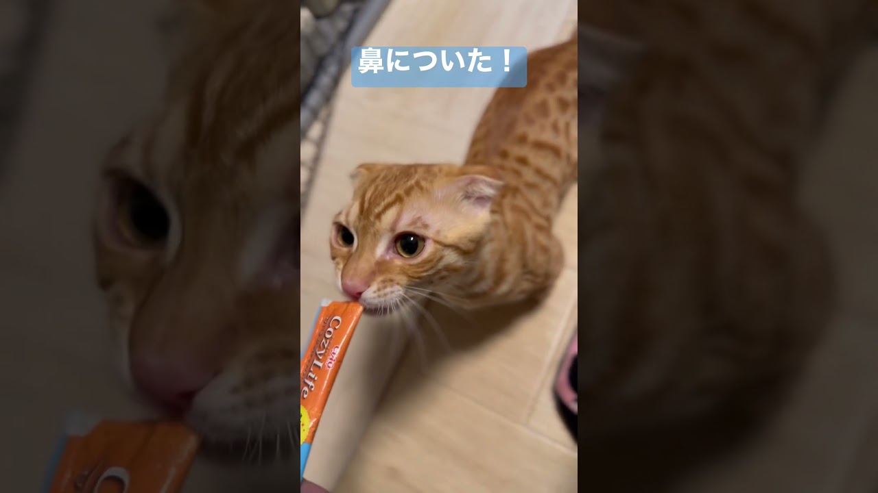 勢い余って🐈 #キンカロー #猫 #cat #子猫 #猫のいる暮らし #고양이 #catlover #catvideos #catlovers #catvideo
